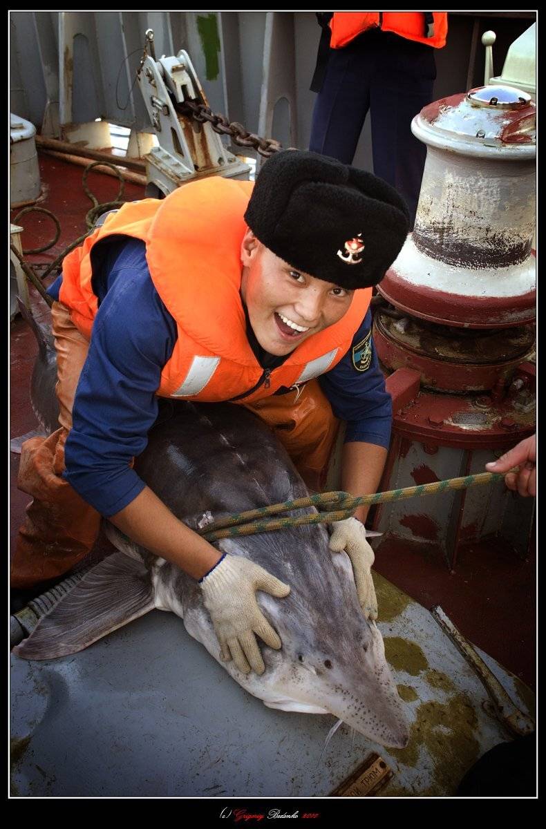 казахстан, каспийское море, казахстанский сектор, береговая охрана, матрос, рыба, белуга, Григорий Беденко