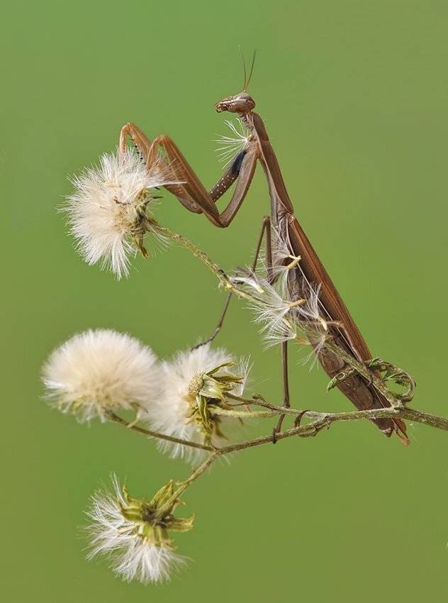 , Алёна Шевцова