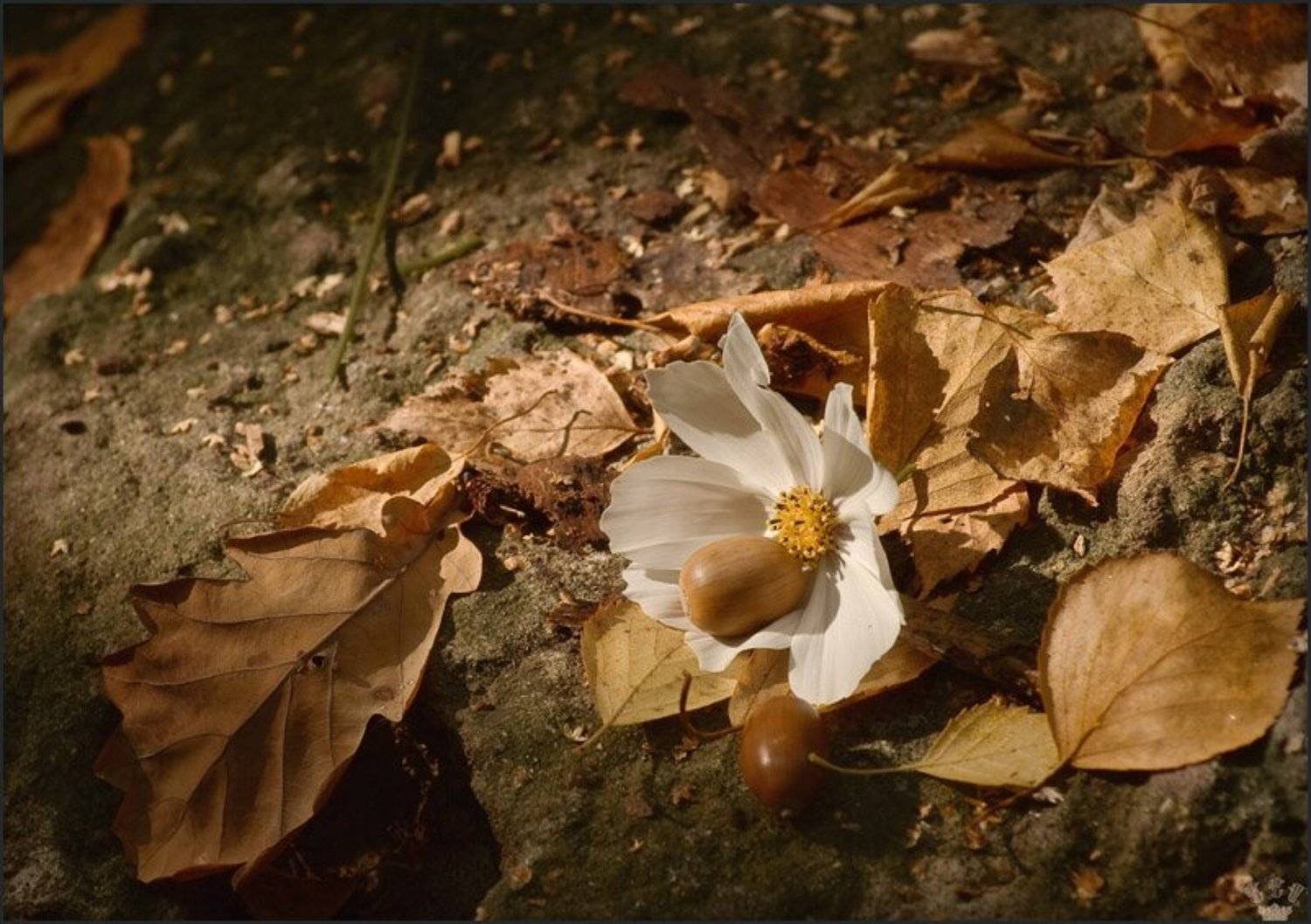 vvs, осень, желудь, Вадим