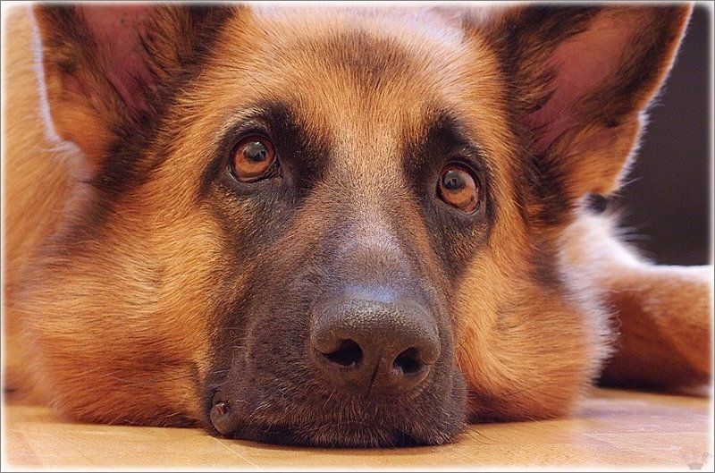 женский взгляд фото превью