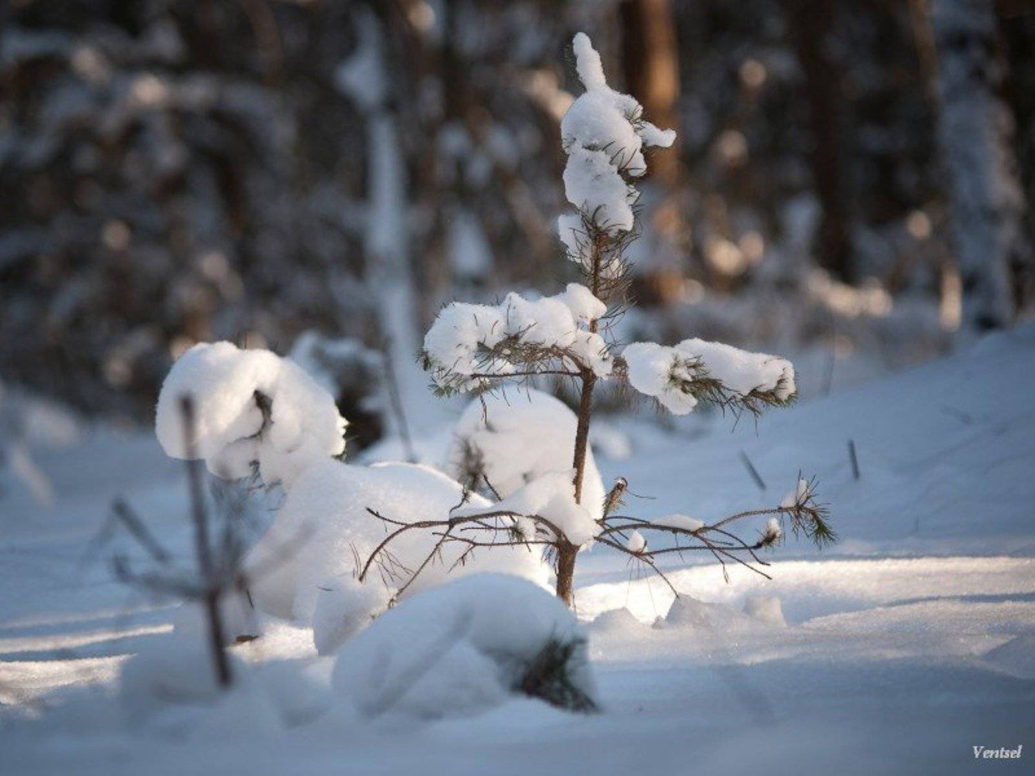 , Венцель Александр