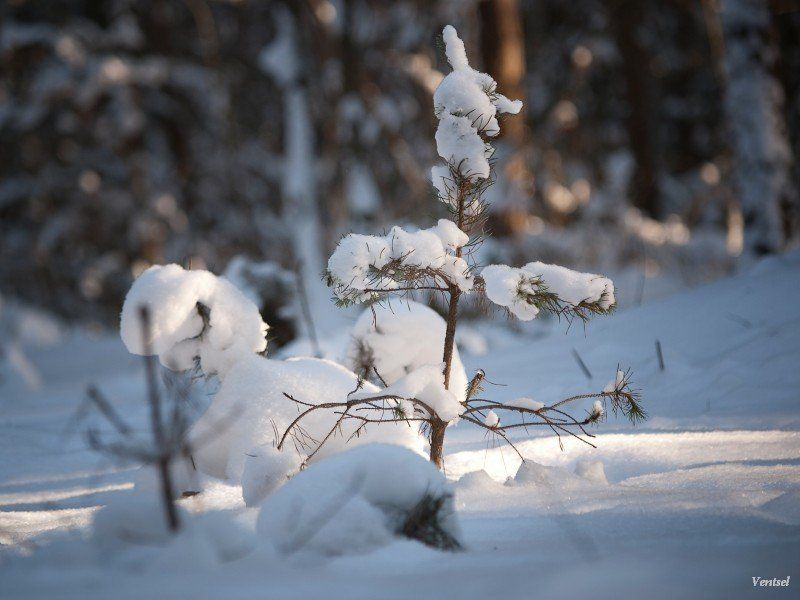 *** фото превью