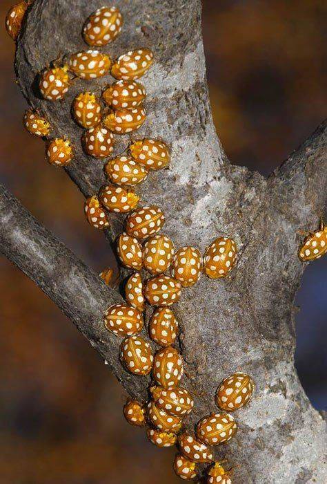 halyzia, sedecimguttata, хализия, семнадцатипятнистая, Юрий Охлопков