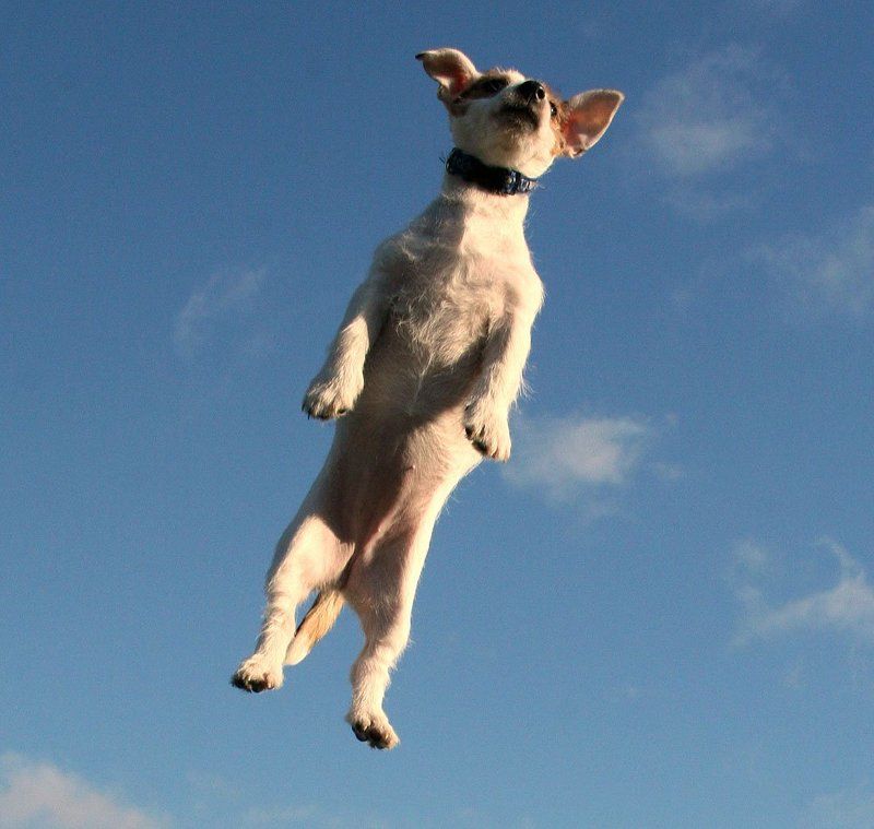 животные Космонавт фото превью