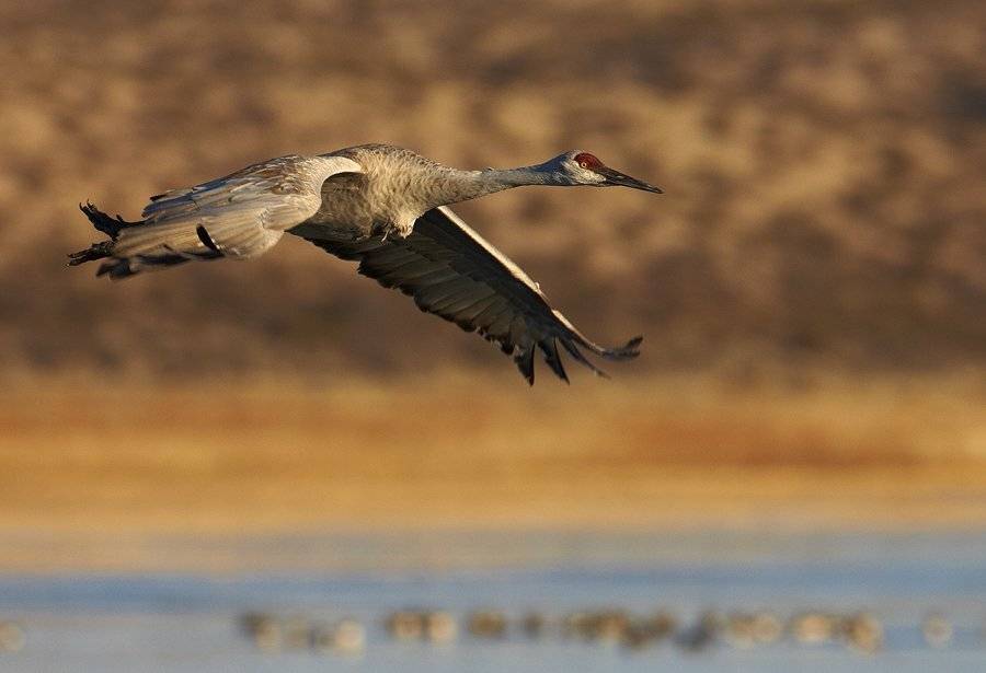 bosque del apache nwr, new mexico, usa, канадский журавль, sandhill crane, Vadim Balakin