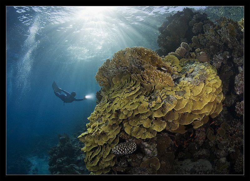 фридайвер, свет Explorer фото превью