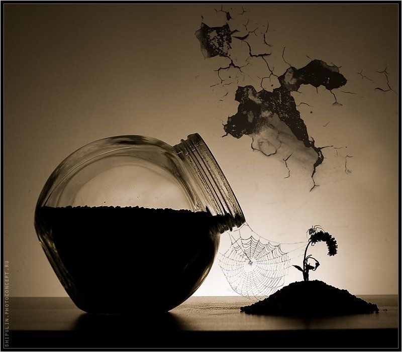 паук,пауки,паутина,шипулин,владимир,фотограф,томск Начало... фото превью