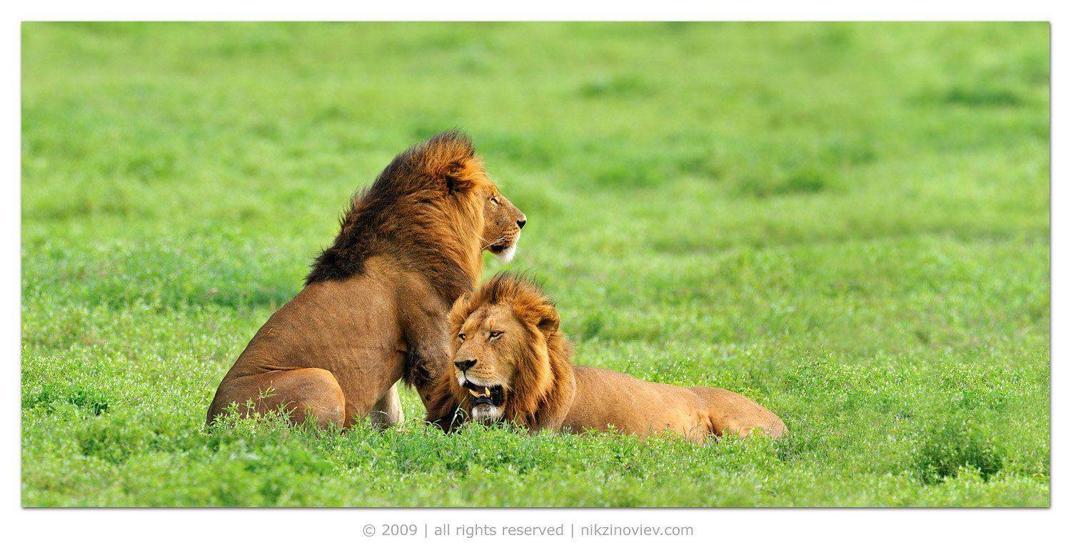 африка, лев, животные, нгоронгоро, танзания, Николай Зиновьев