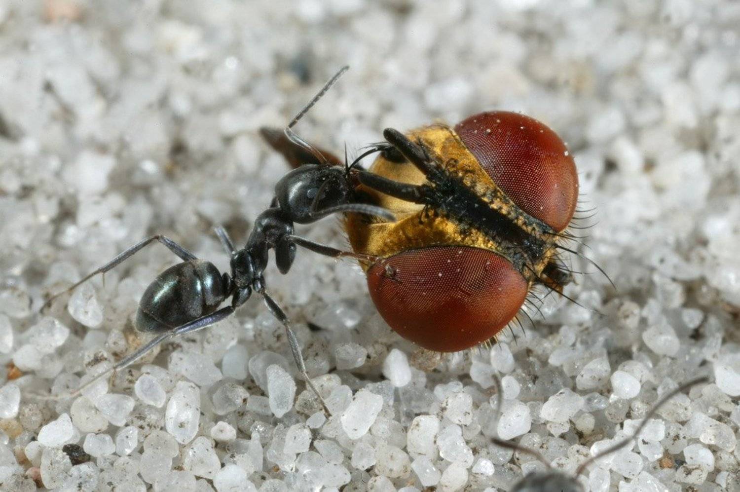 , Андрей Каменев