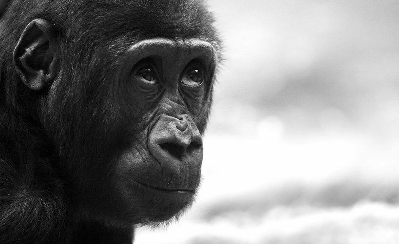 портрет малыша фото превью