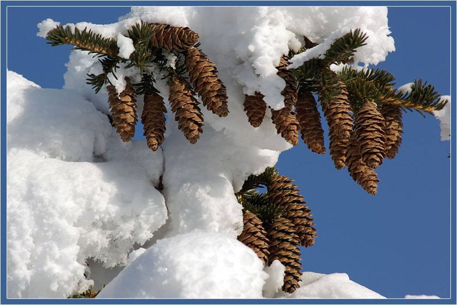 шишки,ель, Солодухин Виктор