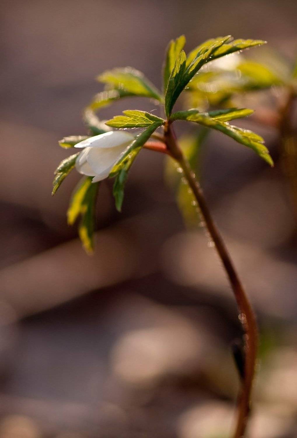 весна, цветок, Юлия