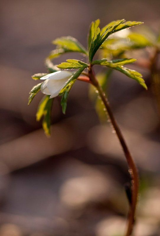весна, цветок Хочу весну... фото превью
