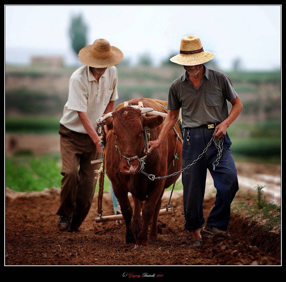 китай, провинция, ганьсу, крестьяне, Григорий Беденко