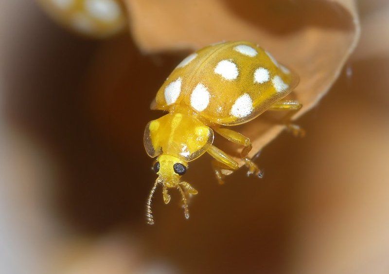 хализия, семнадцатипятнистая, halyzia, sedecimguttata Хализия семнадцатипятнистая - Halyzia sedecimguttata фото превью