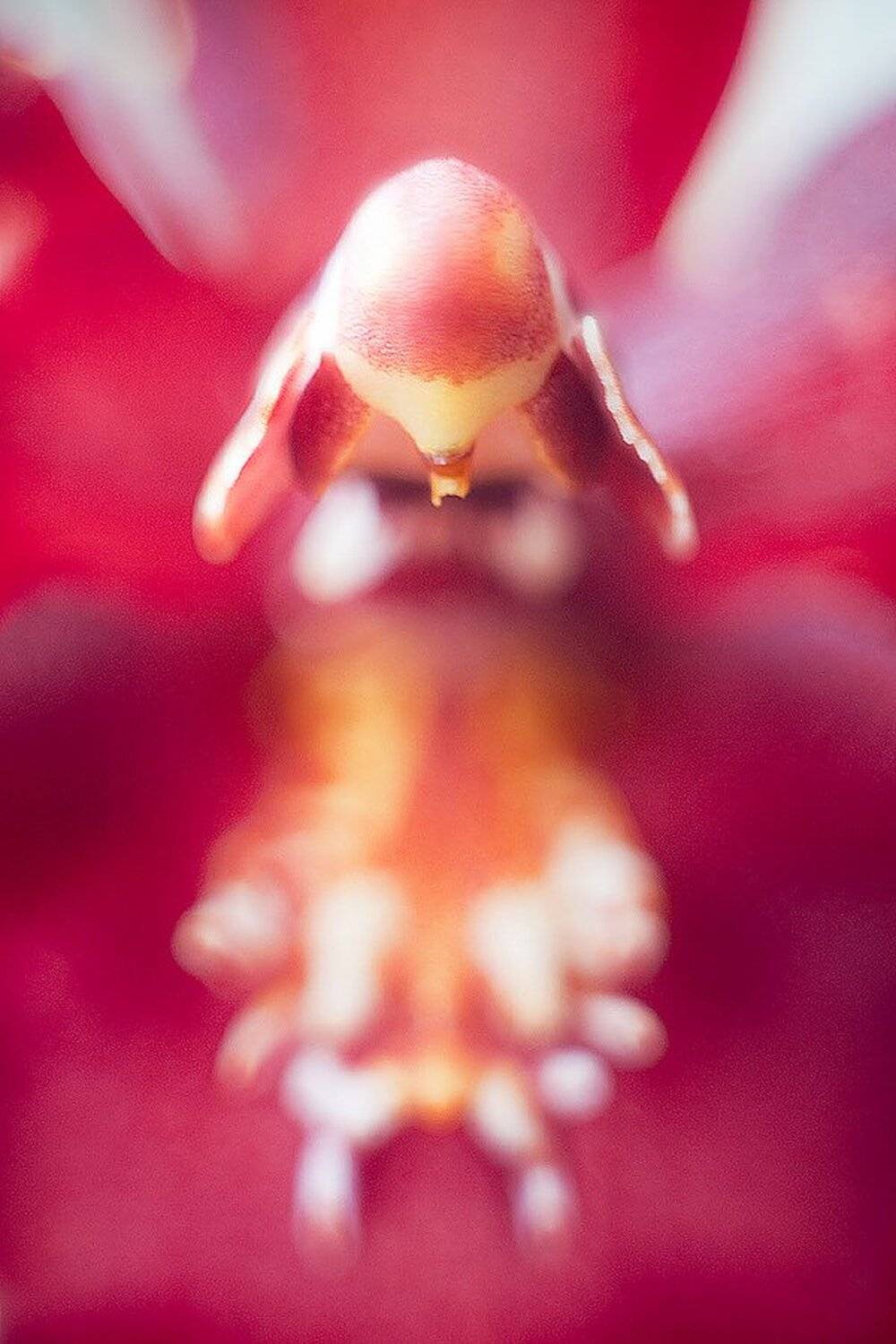 камбрия, орхидея, Лена