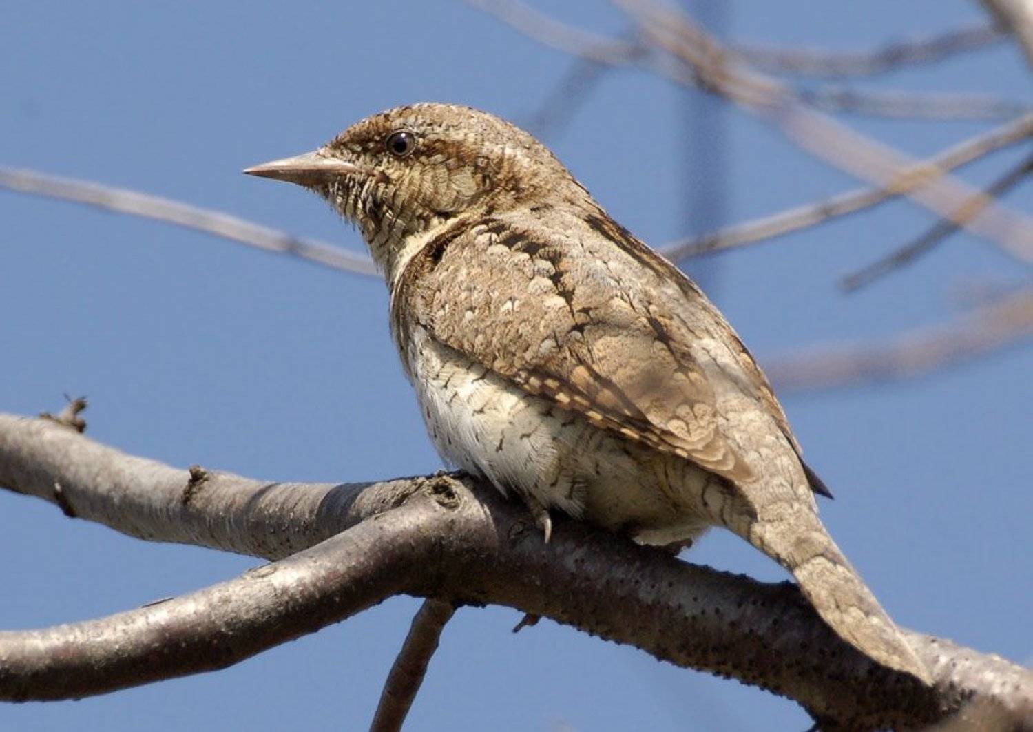 вертишейка, Юрий Охлопков