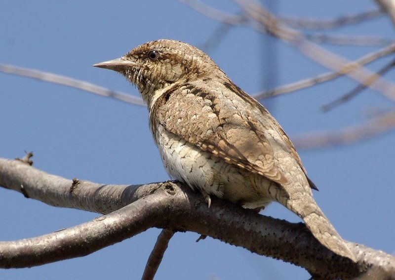 вертишейка Вертихво... вертишейка то есть фото превью