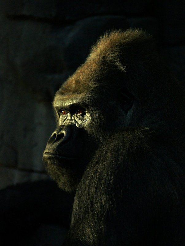 Узник фото превью