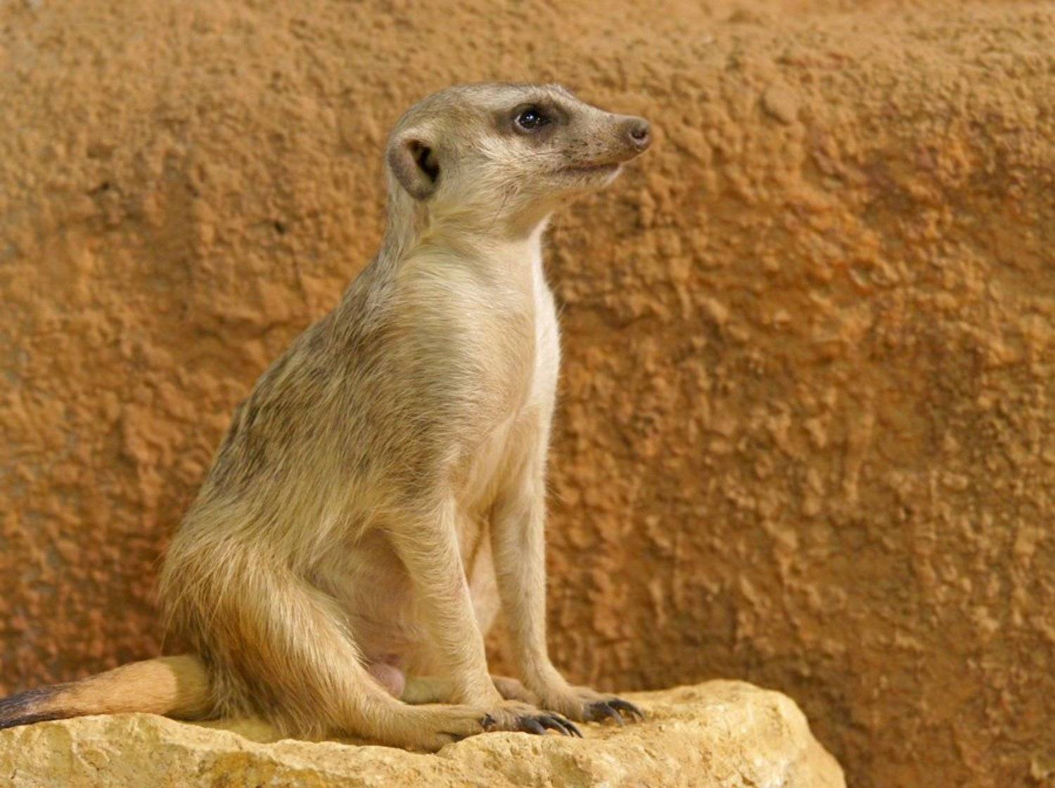 сурикат, Borsov Michail