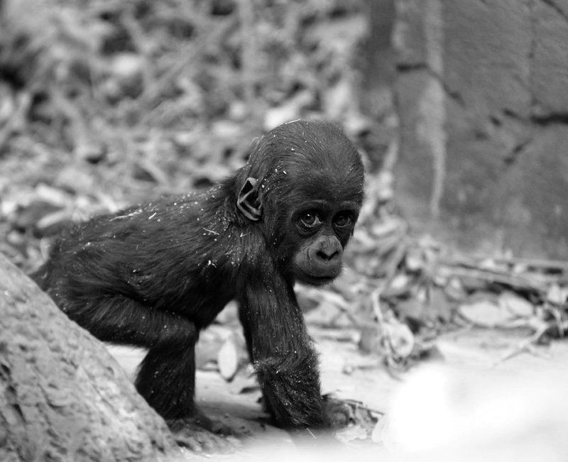 Озорник фото превью