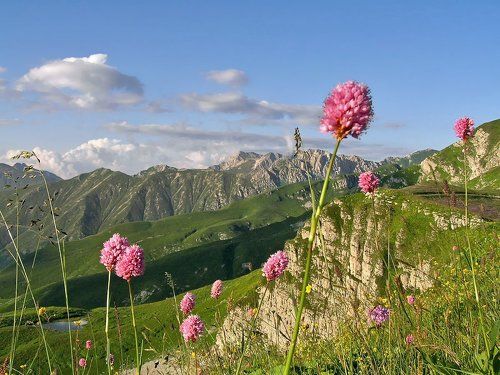 Горы в цветах