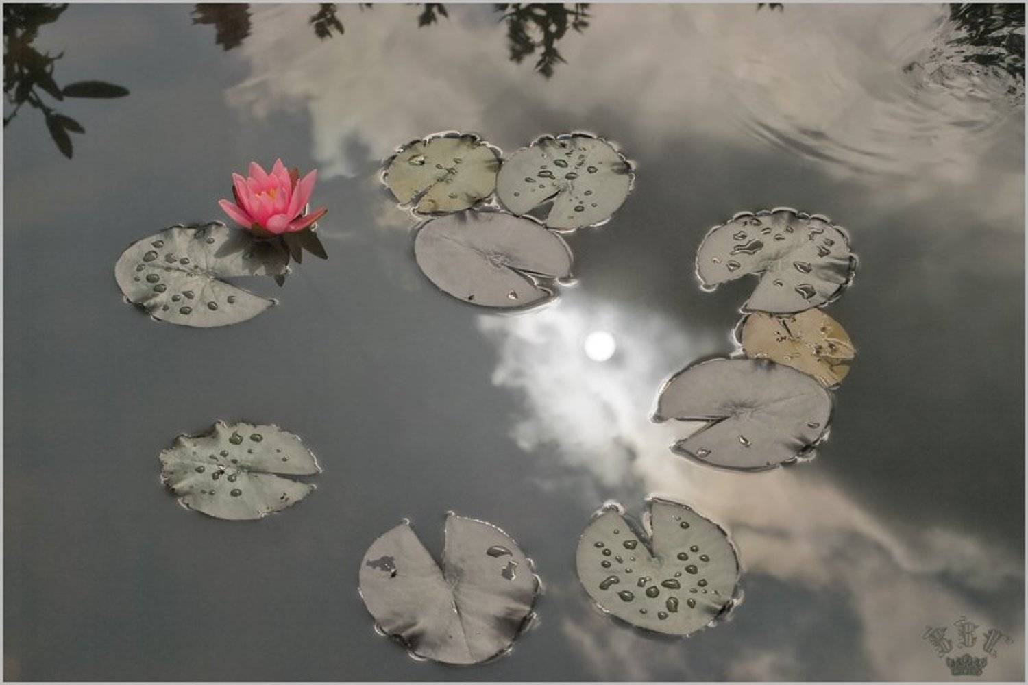 vvs, цветы, лилия, Вадим