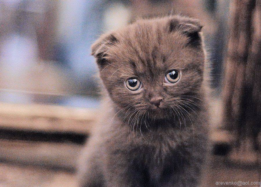 , Андрей Ревенко