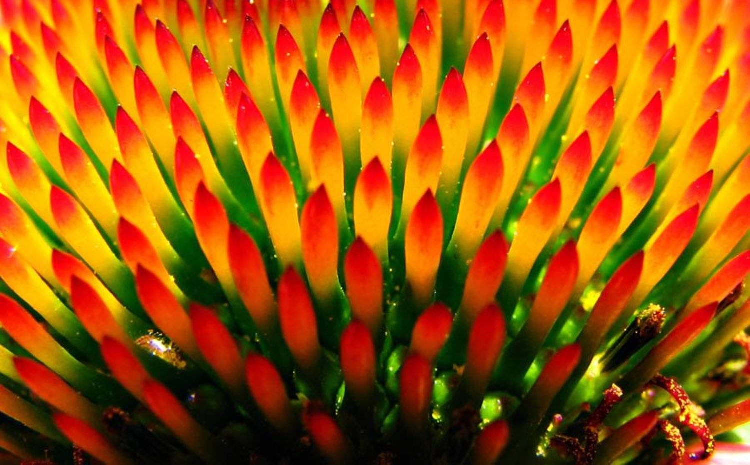 цветок, солнце, Сергей Матвиец (chieffpovar)