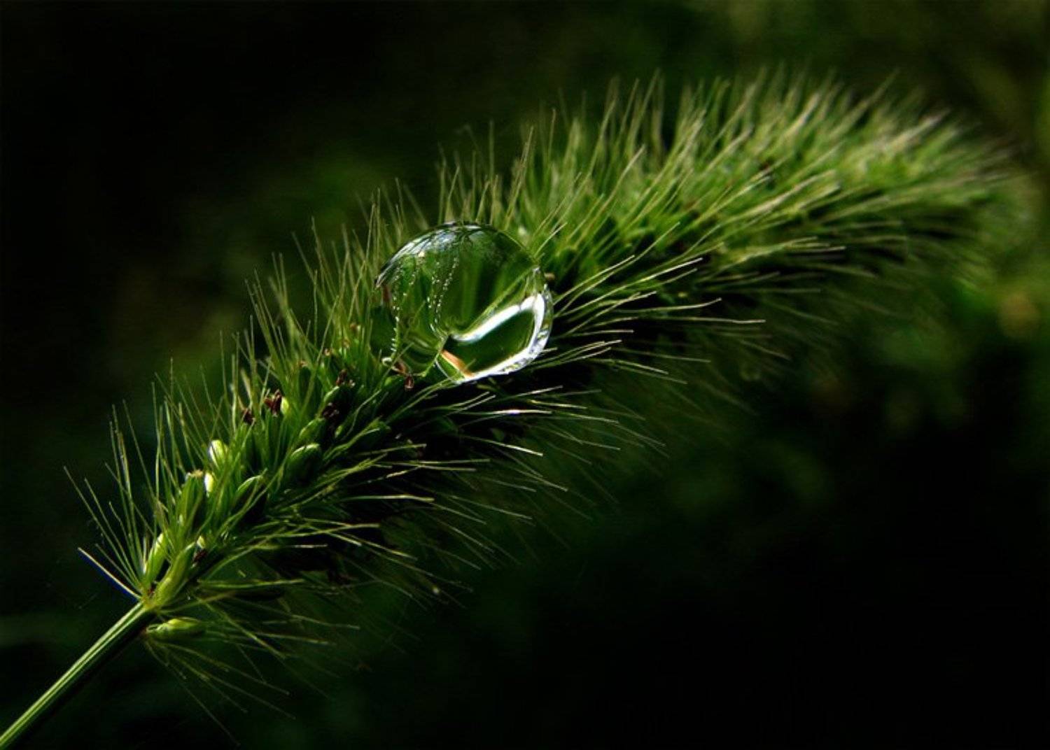 колосок, роса, весна, Сергей Матвиец (chieffpovar)