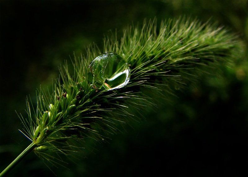 колосок, роса, весна утренний душ фото превью