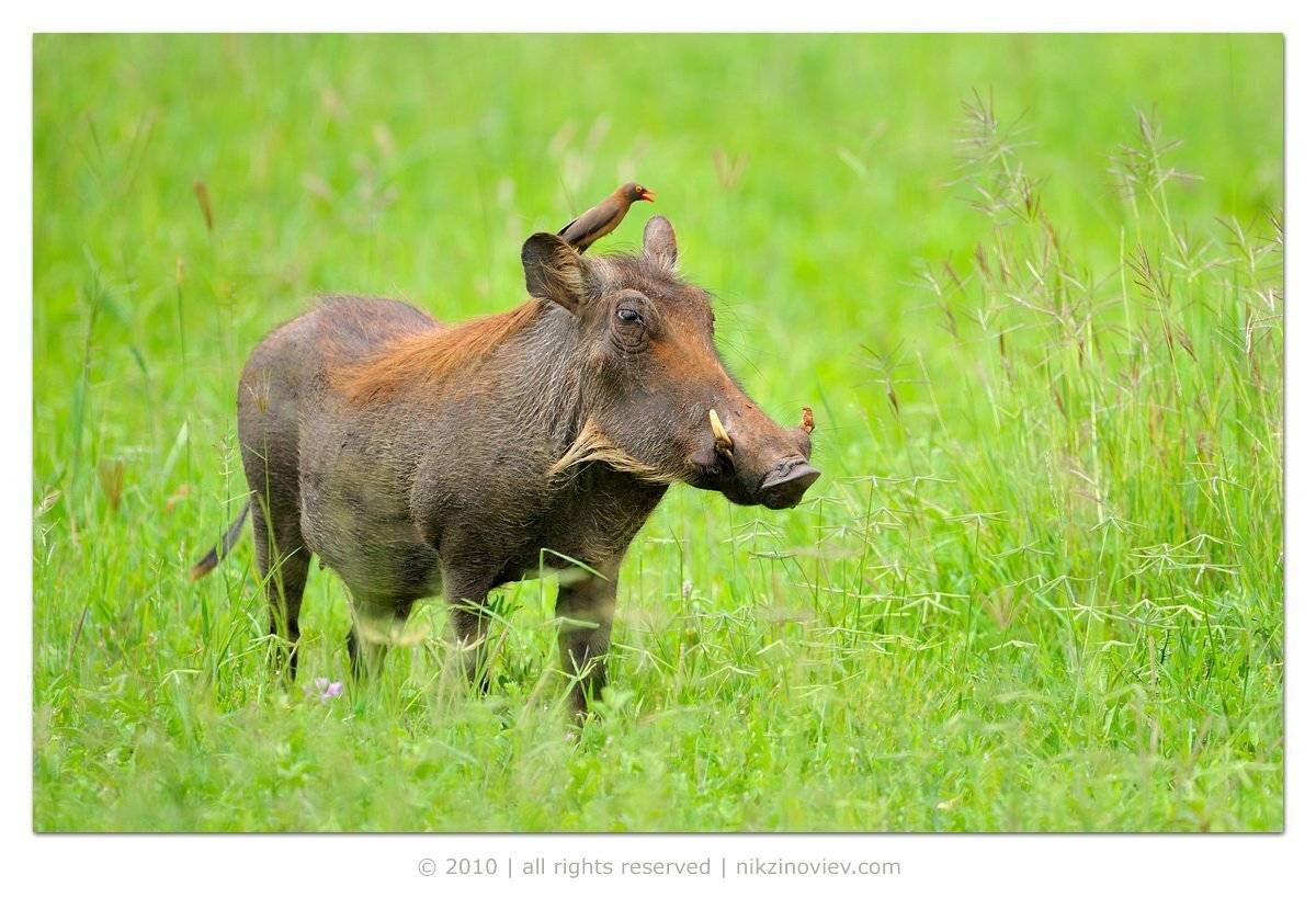 бородавочник, warthog, волоклёв, красноклювый, red, billed, oxpecker, тарангире, танзания, Николай Зиновьев