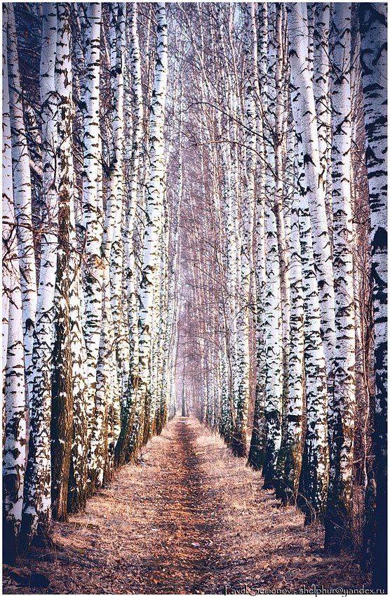 аллея, березы, березовая роща, россия, 54, shelphur, shelphur