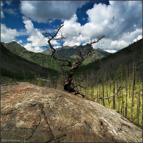 Каменный житель