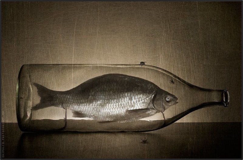 бутылка,рыба,муха,мухи,владимир,шипулин,фотограф,томск Во времени... фото превью