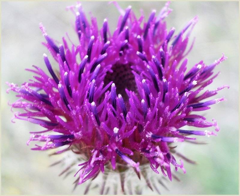 , Юлия Чекмарева