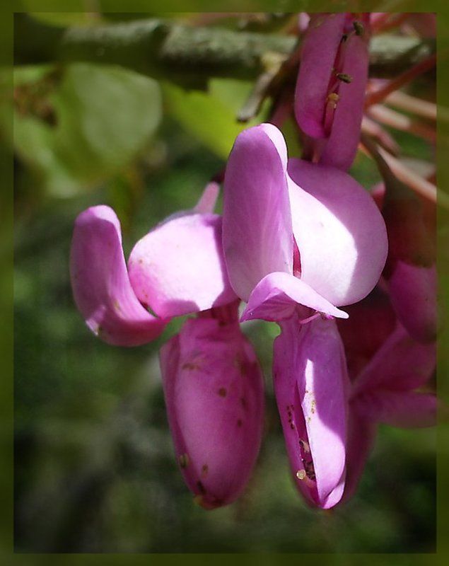 Цветочки) фото превью