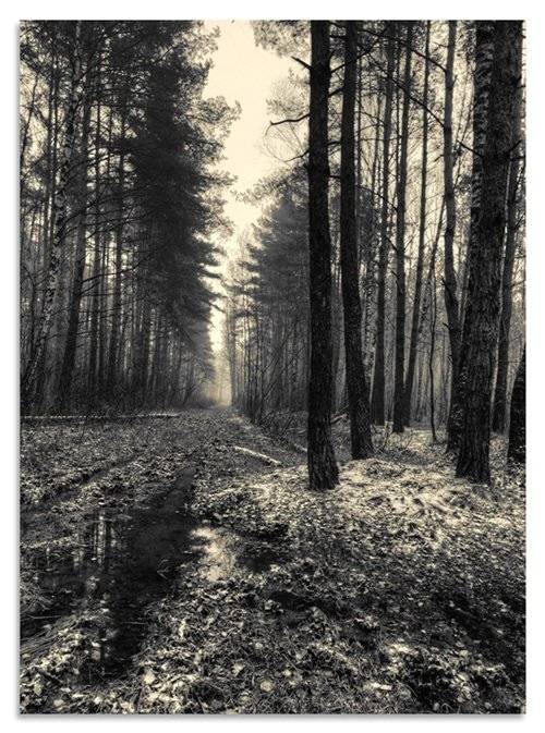 лосиный остров, лес, парк, осень, снег, Александр Мартынов