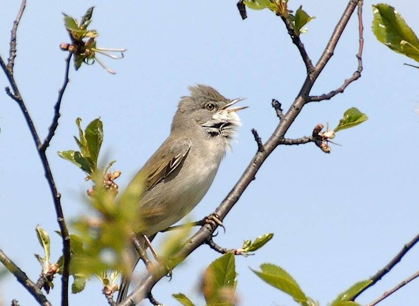 , Юрий Охлопков