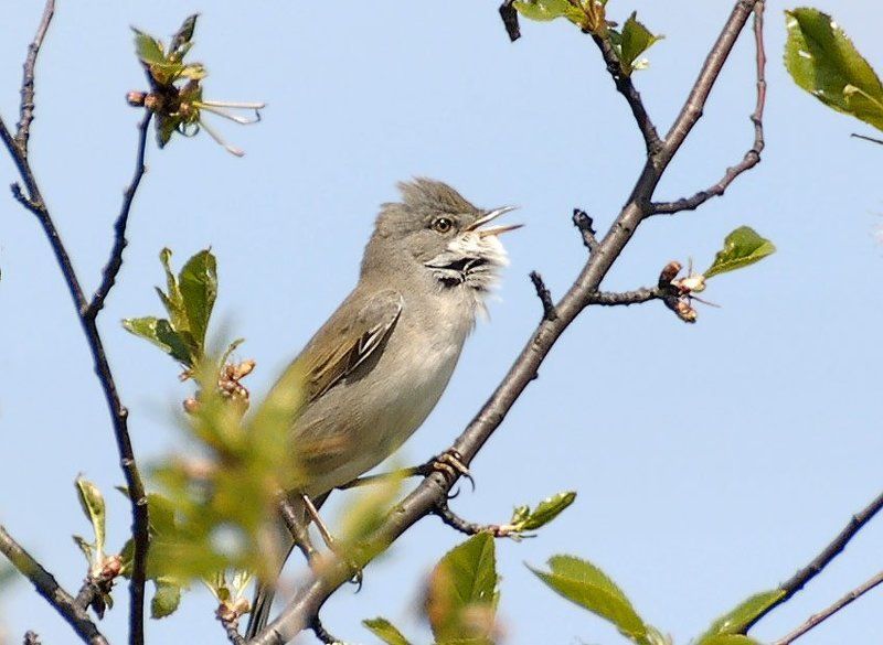 Песня славки фото превью