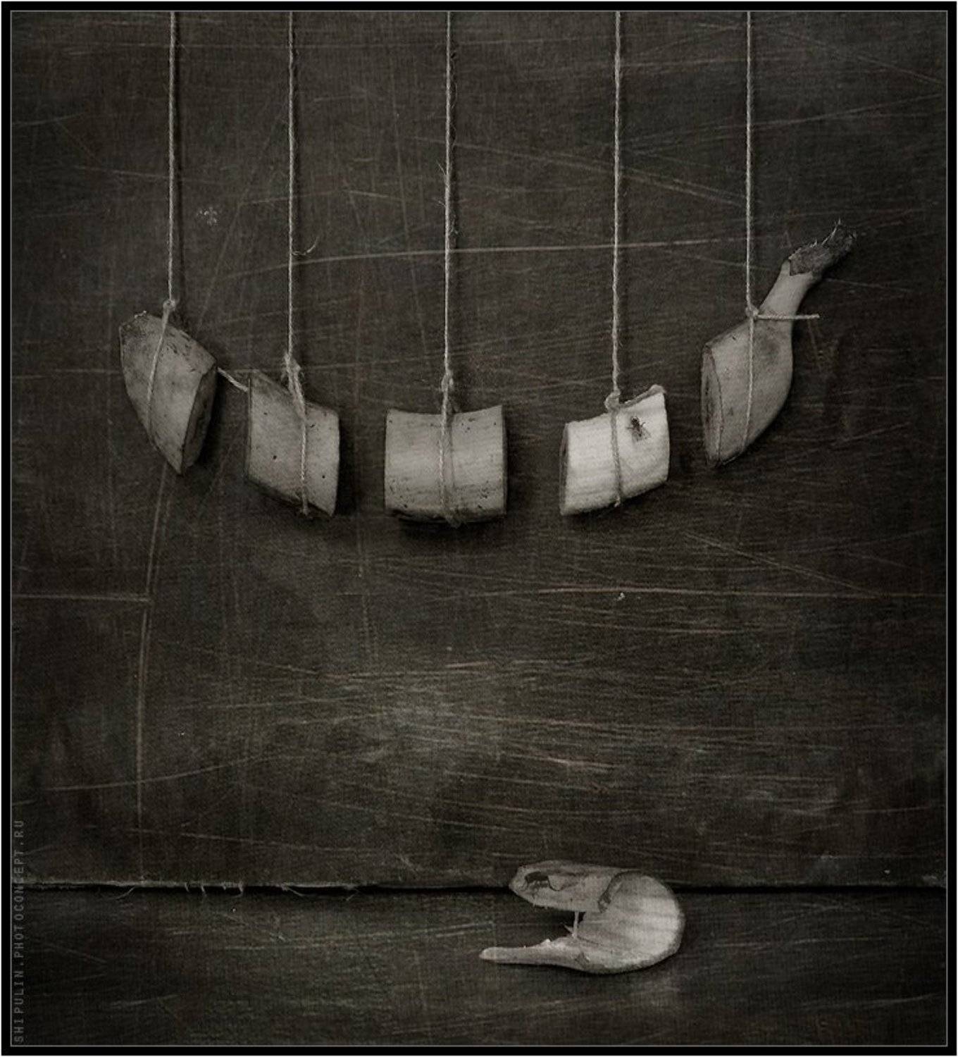 банан,бананы,питание,мухи,муха,владимир,шипулин,фотограф,томск, Vladim_Shipulin