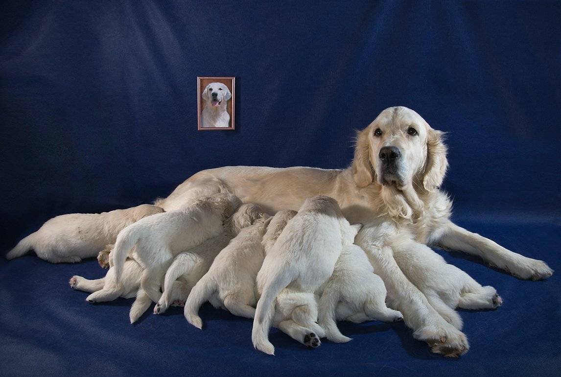 голден-ретривер, щенки, портрет-папы, Сергей Шанин