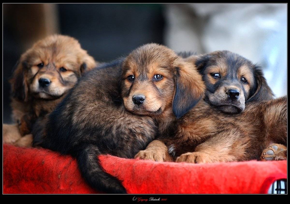 китай, провинция ганьсу,  ланчжоу, собачий рынок, Григорий Беденко