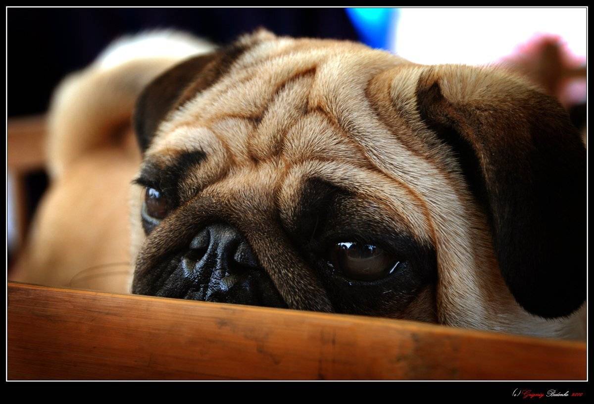 китай, провинция ганьсу, ланчжоу, собачий рынок., Григорий Беденко