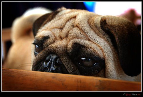 # Cобачий рынок в Ланчжоу #2#