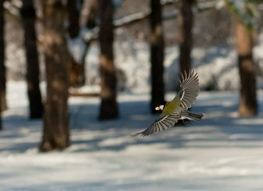 , Sergey Dimchenko