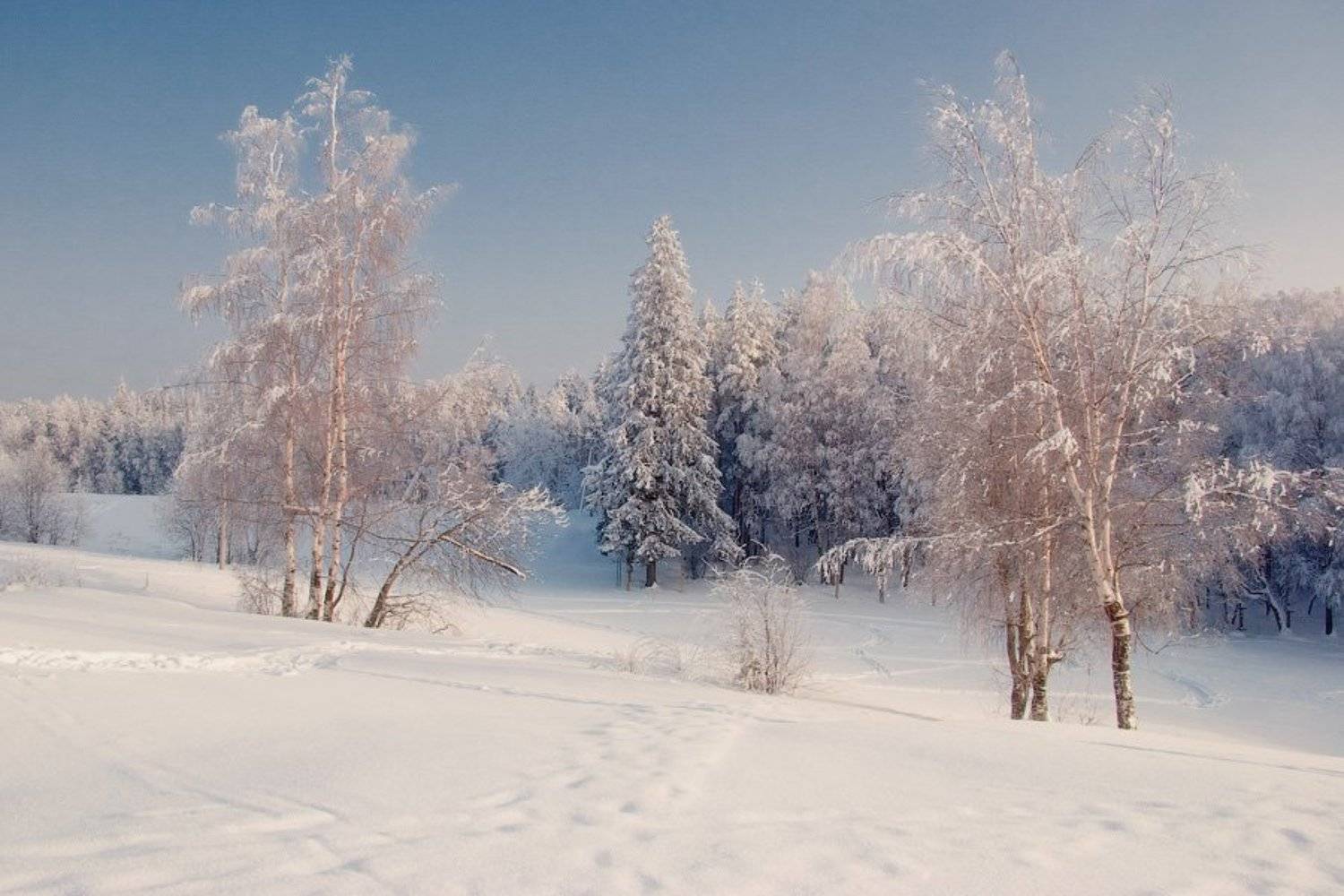 россия, всеволожск, зима, мооз, снег, сугроб, дерево, лес, береза, сосна, пейзаж, небо, день dyadyavasya, Дмитрий Шамин
