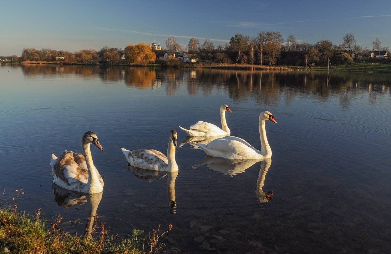 , Володимир Карчевський