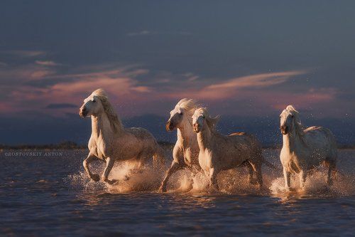 Жеребцы Камарга