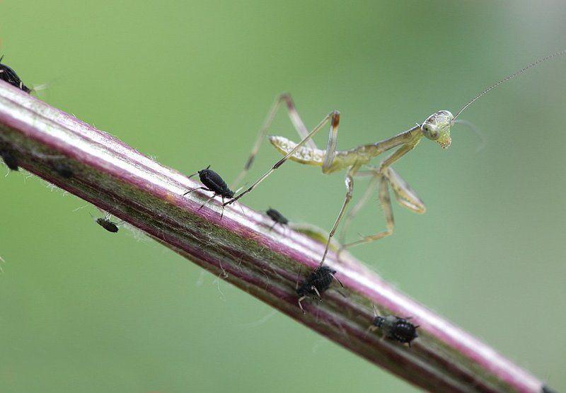 Слон и Моська фото превью